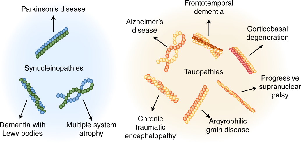 From Protein Misfolding to Cognitive Decline: Understanding ...